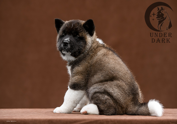 Щенки Американской акиты